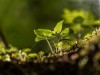 klimastrategia