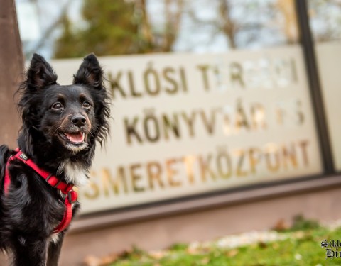 siklos-konyvtar-kutya