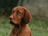 hugo