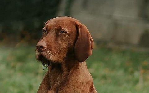hugo