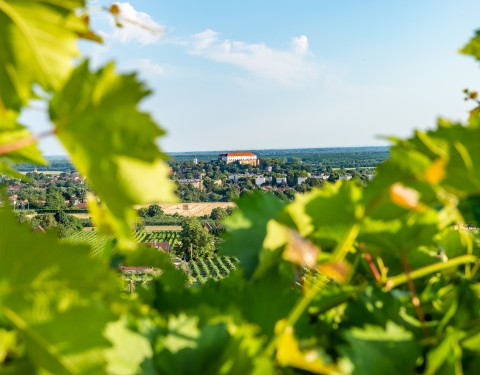siklosi-var-szolo