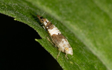 szolokaboca