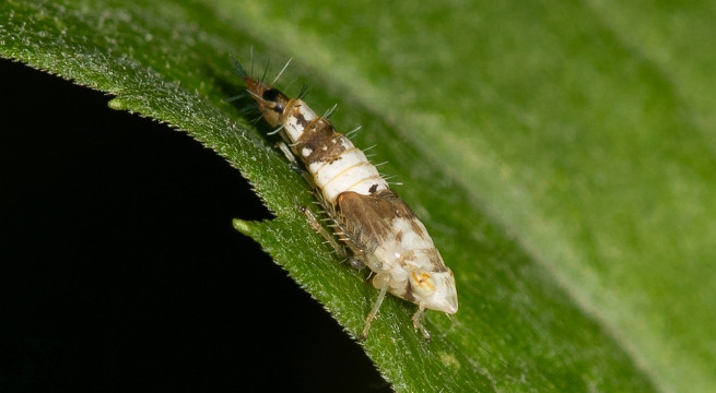 szolokaboca